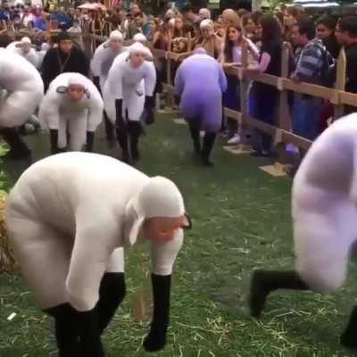 The Sheep human Contest in France