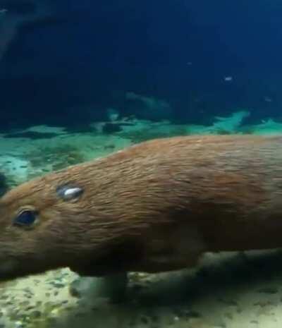 A capybara running under water!!