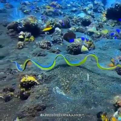 This eel smoothly moving