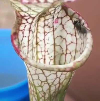 WCGW crawling on a harmless flower?