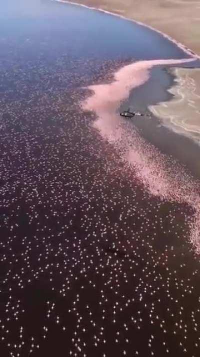 🔥 These 3,000,000 flamingos in Kenya