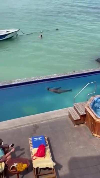 Look how a sea lion comes from sea to pool, to steal a man's lounger chair and lie down.