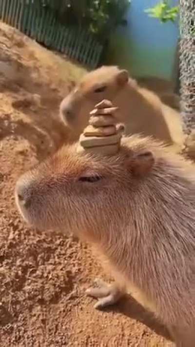 capybara