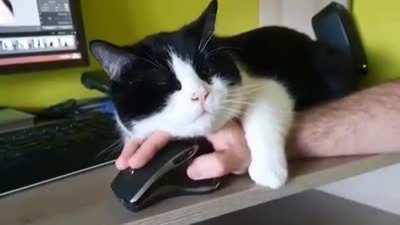 I think it's cute that the cat clings to its owner's hands like this.