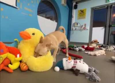 Shelter Dogs Picking Out Their Christmas Toys 2022