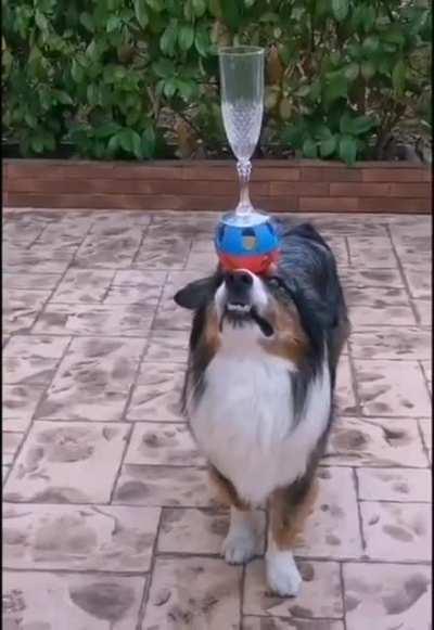 This amazing Doggo is balancing a glass on top of a ball on his snoot