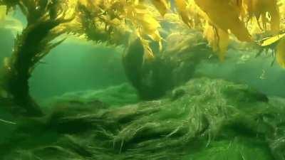 Mesmerizing underwater motion of Seagrass and Kelp