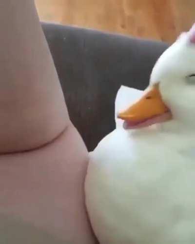 This duck makes me smile every time