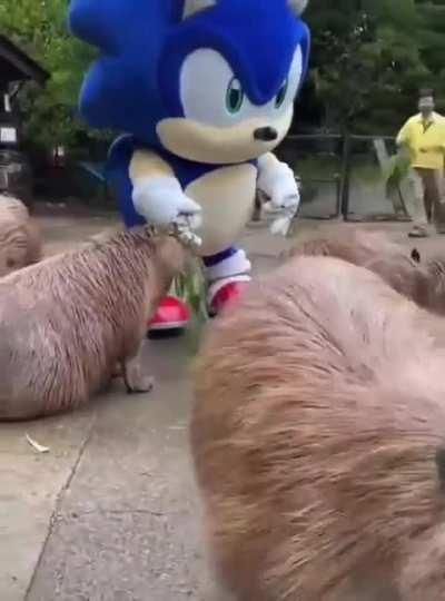 Sonic meets capybaras