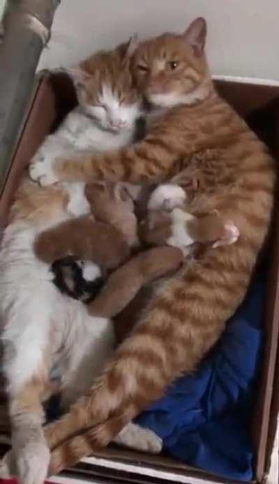 Happy Lovely Family