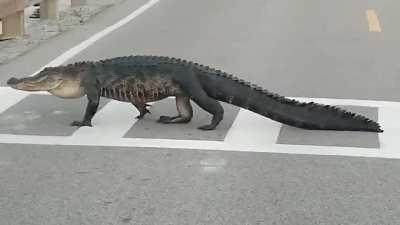 Alligators move on land using two different modes of locomotion, the 