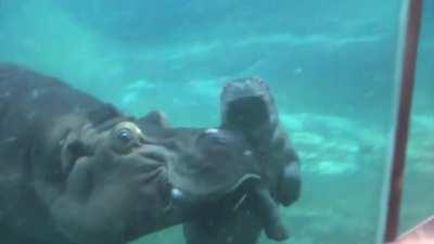 🔥 Baby Hippo &quot;Swimming Lessons&quot;