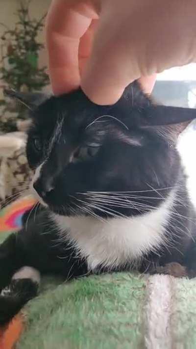 Happy New Year with head scritches!