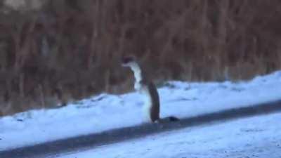 🔥 Curious Stoat in the snow