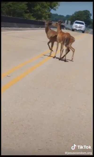 Deer