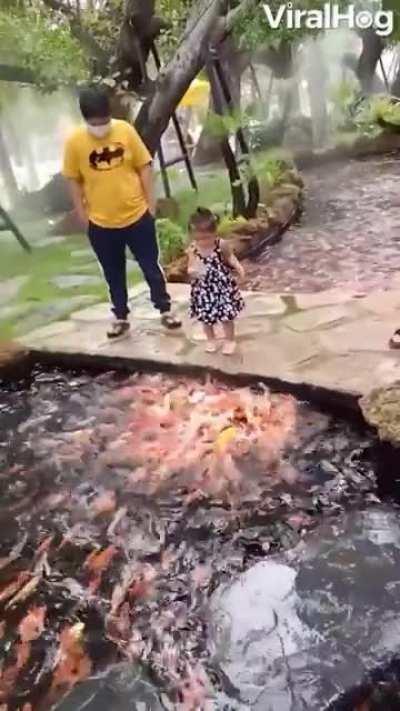 🔥 A great view of koi feeding in Thailand