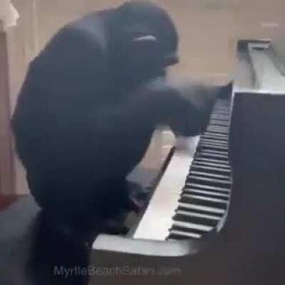 Moke play sotana 4 in monke piano