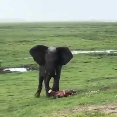 Elephant delivered a baby, the whole herd went into celebration