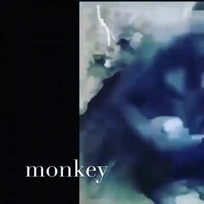 monkey