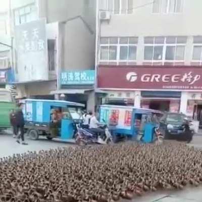 A duck herder and his army