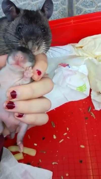 Mom rat shows her babies 😊