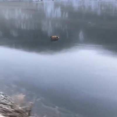 🔥 This fox makes crossing a frozen body of water look easy.