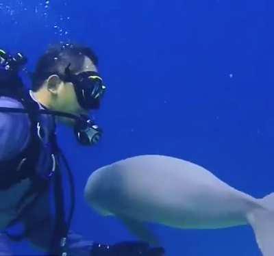 Juvenile dugong swimming around divers exploring the Great Barrier Reef - the calf appears to be temporarily separated from its mother.