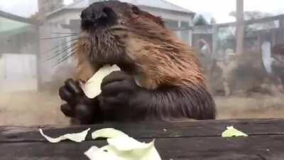 Studies show that watching a beaver eat cabbage lowers stress by 17%