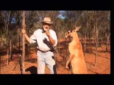 Australian wildlife filmmaker demonstrates how kangaroos seize up opponents, and how to let a kangaroo know that you come in peace.