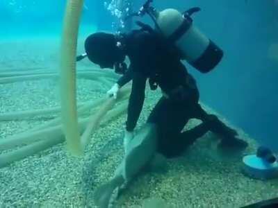 Every time this tank cleaner cleans out the aquarium, this fish swims over to him looking for pets