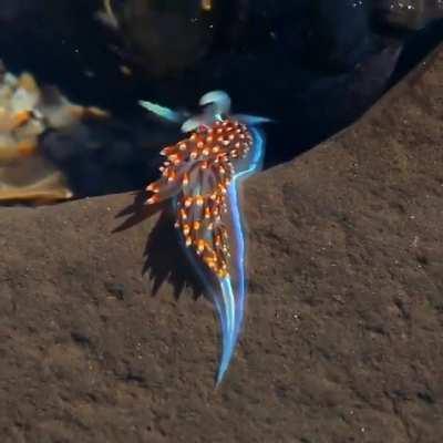 🔥 Sea Snail 🔥