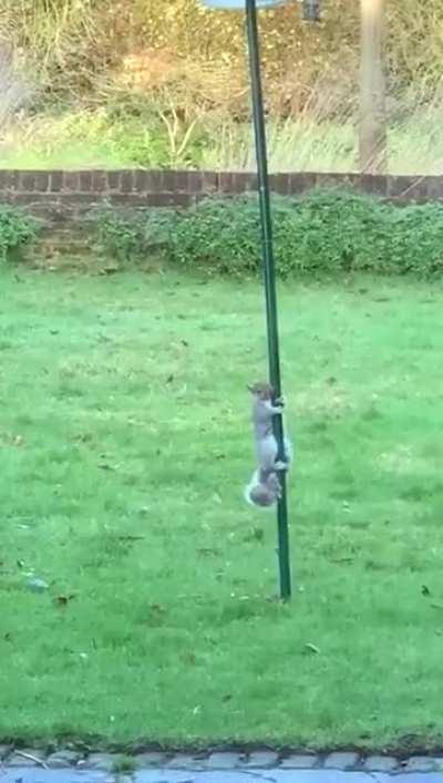 Mum was fed up of the squirrels stealing all the bird food so she greased the feeder!