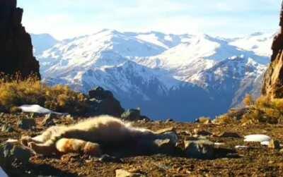 The Andean Mountain Cat is a very rare and elusive cat species. Their long tail (about 2/3 of body length) is important in keeping balance and agility while hunting in rocky, mountainous terrain.