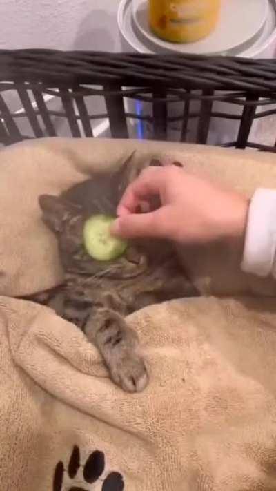 This cat getting the massage of his lifetime