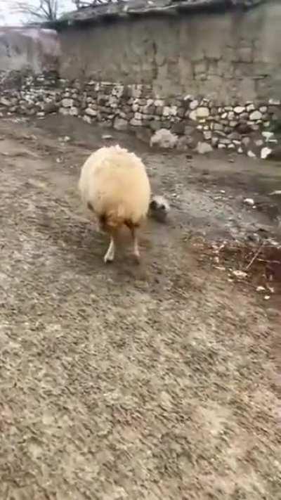 An Anatolian shepherd puppy in training