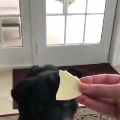 Rottie isn’t a fan of vegetables