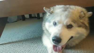 We adopted a senior doggo and he loves sleeping under our bed. This is our new morning routine.