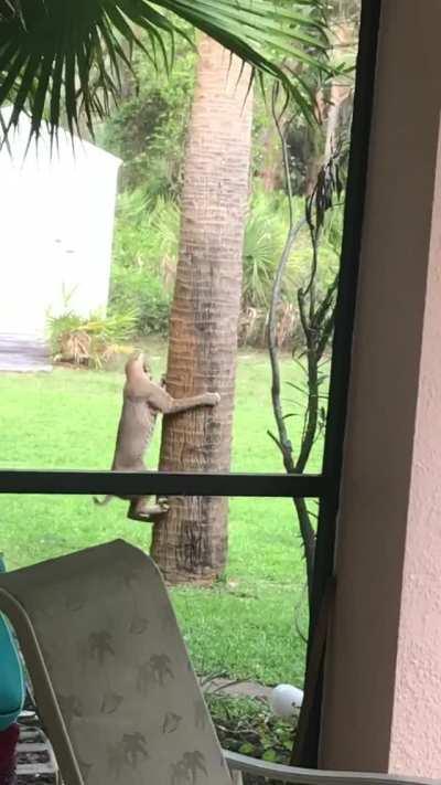 Bobcat chasing a squirrel around a tree in someone’s backyard