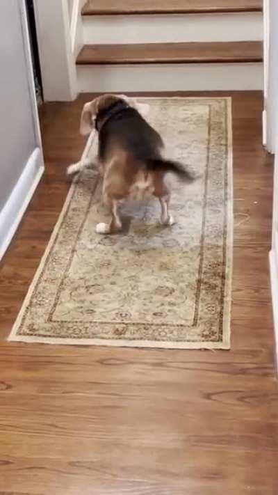 My Kitten (5mo) brings out the puppy in my senior beagle (13) [oc] (reposting because people wanted the sound)