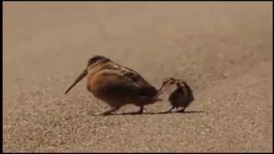 Someone posted this bird searching for prey in the sand. I added music