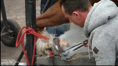 How a farrier hot shoes a horse