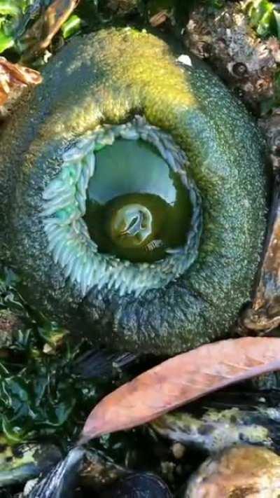 This is Megathura crenulata, a northeastern Pacific Ocean species of limpet of the family Fissurellidae, known commonly as the great keyhole limpet or giant keyhole limpet.