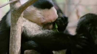 🔥 Monkeys partying with piper leaves