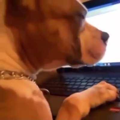 what da dog typing