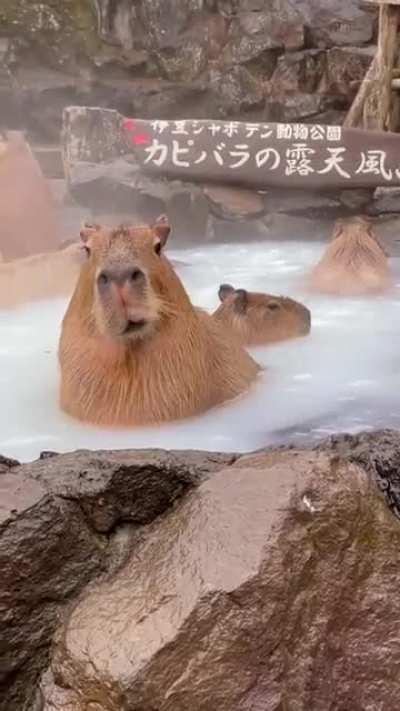 400px x 711px - ðŸ”¥ Just some Japanese capybaras in a sauna : aww || [dd] r...
