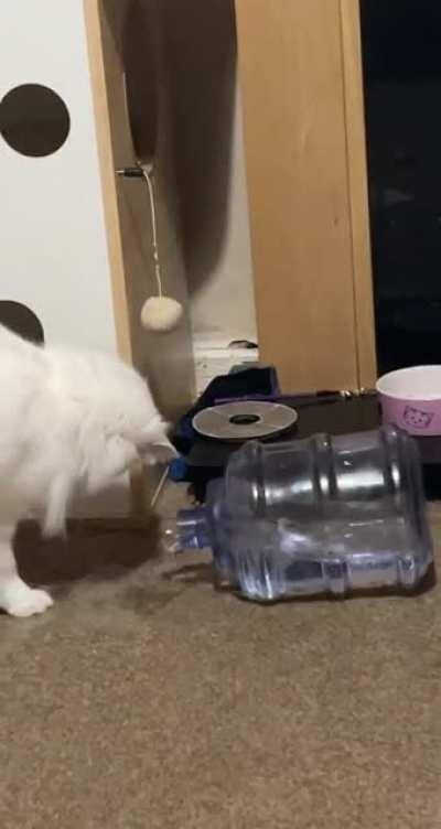 azzy’s favourite thing to do is knock over this huge water bottle