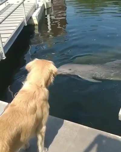 Curious dolphins inspect an excited pupper