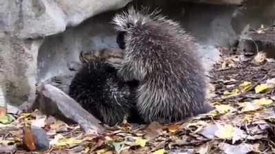 How do porcupines fuck? Very carefully.