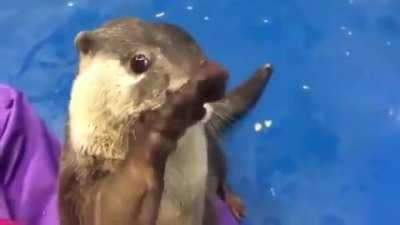 Otter wants to be pet