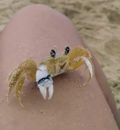 This crab's got windshield wipers